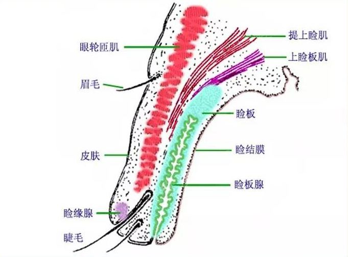 眼睑的组织结构与重睑术