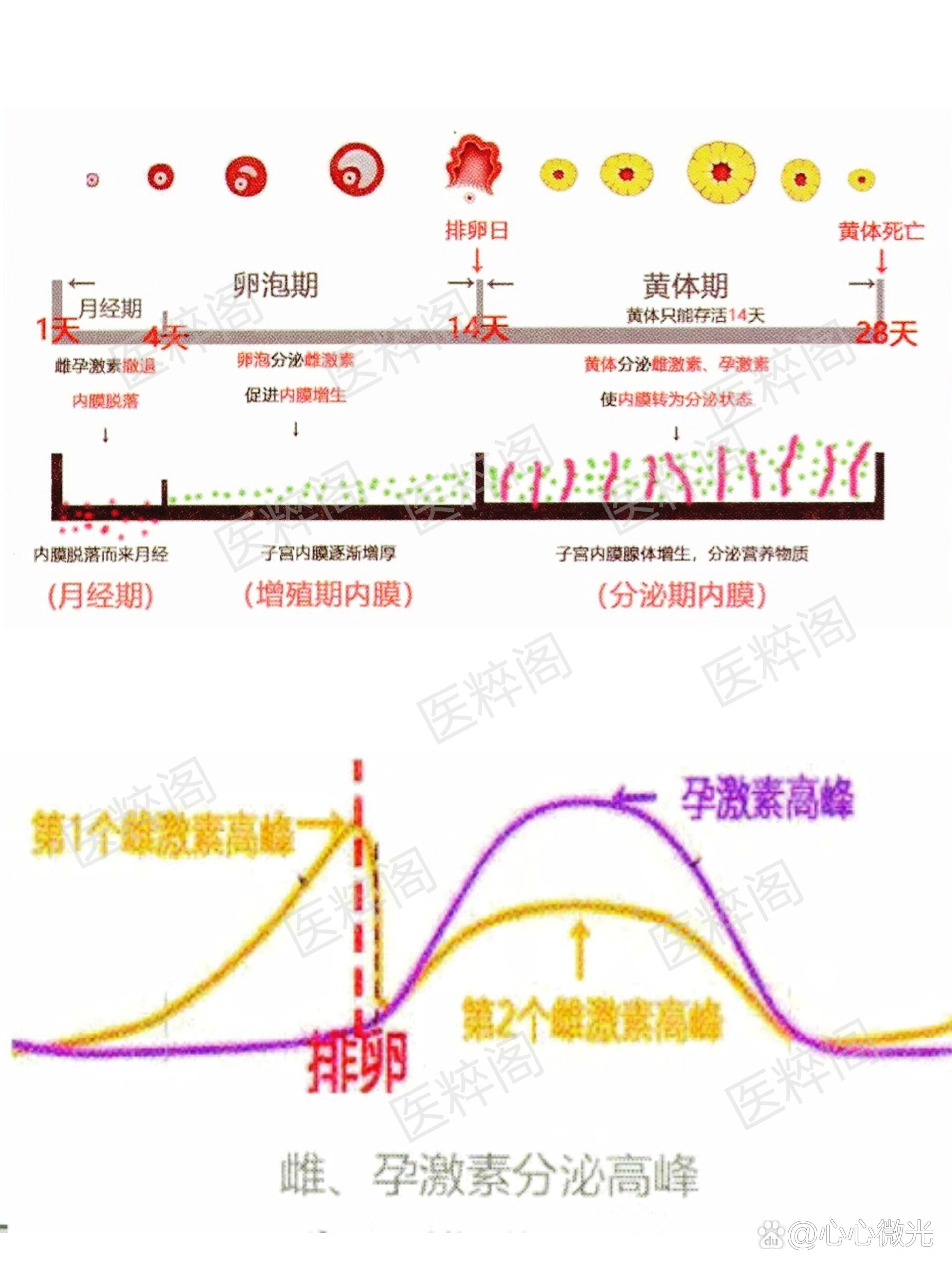 卵巢激素周期变化与子宫内膜周期变化