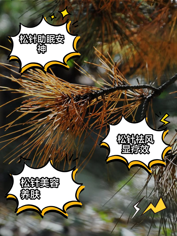 松针的功效