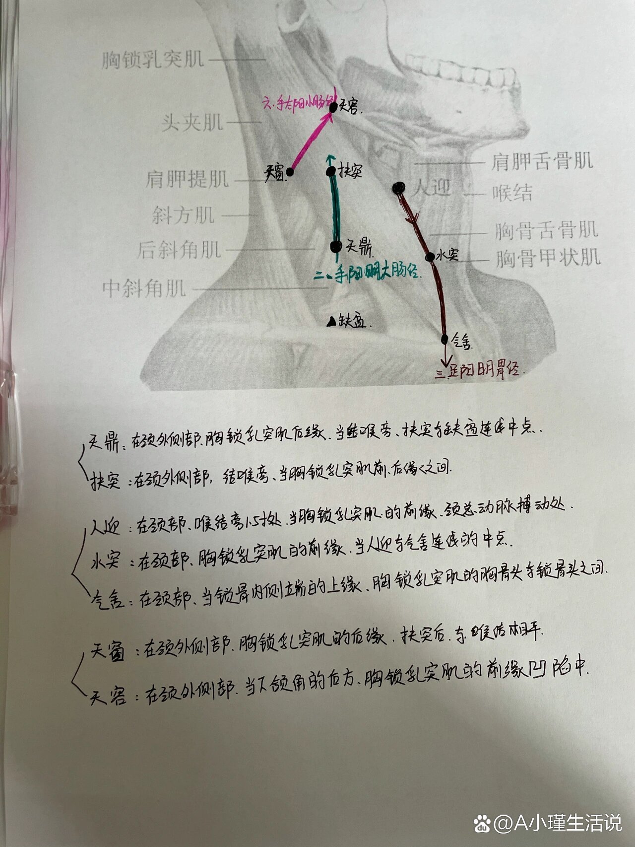 脖子经络图 前面图片