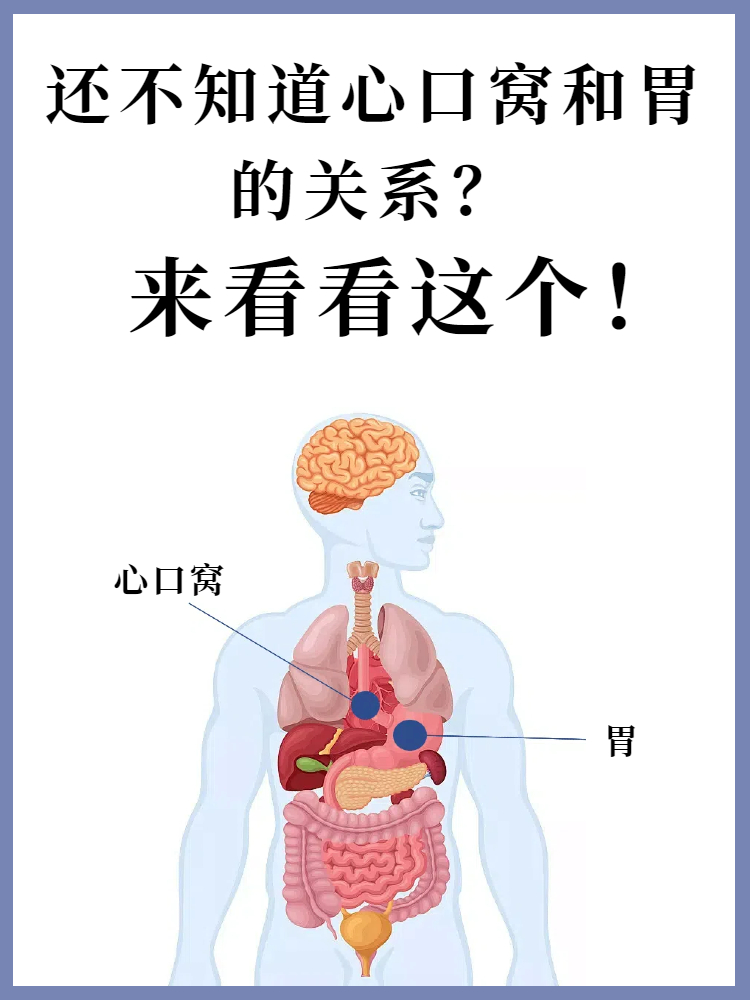 还不知道心口窝和胃的关系?来看看这个!