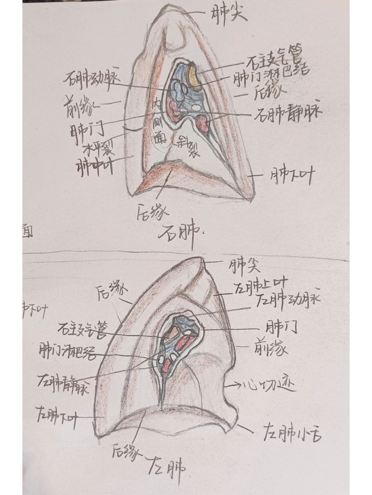 解刨学手绘图