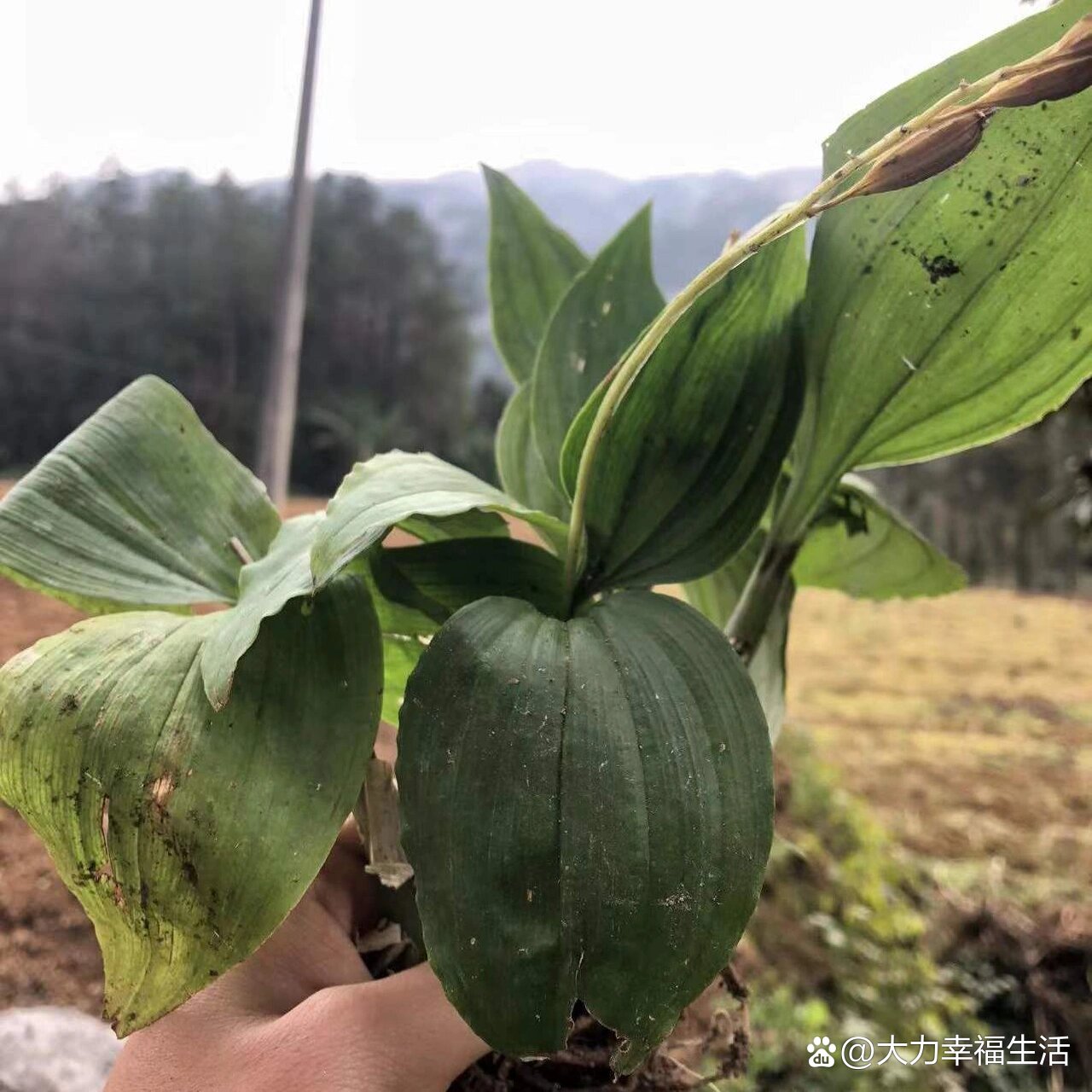 见血清草药功效图片