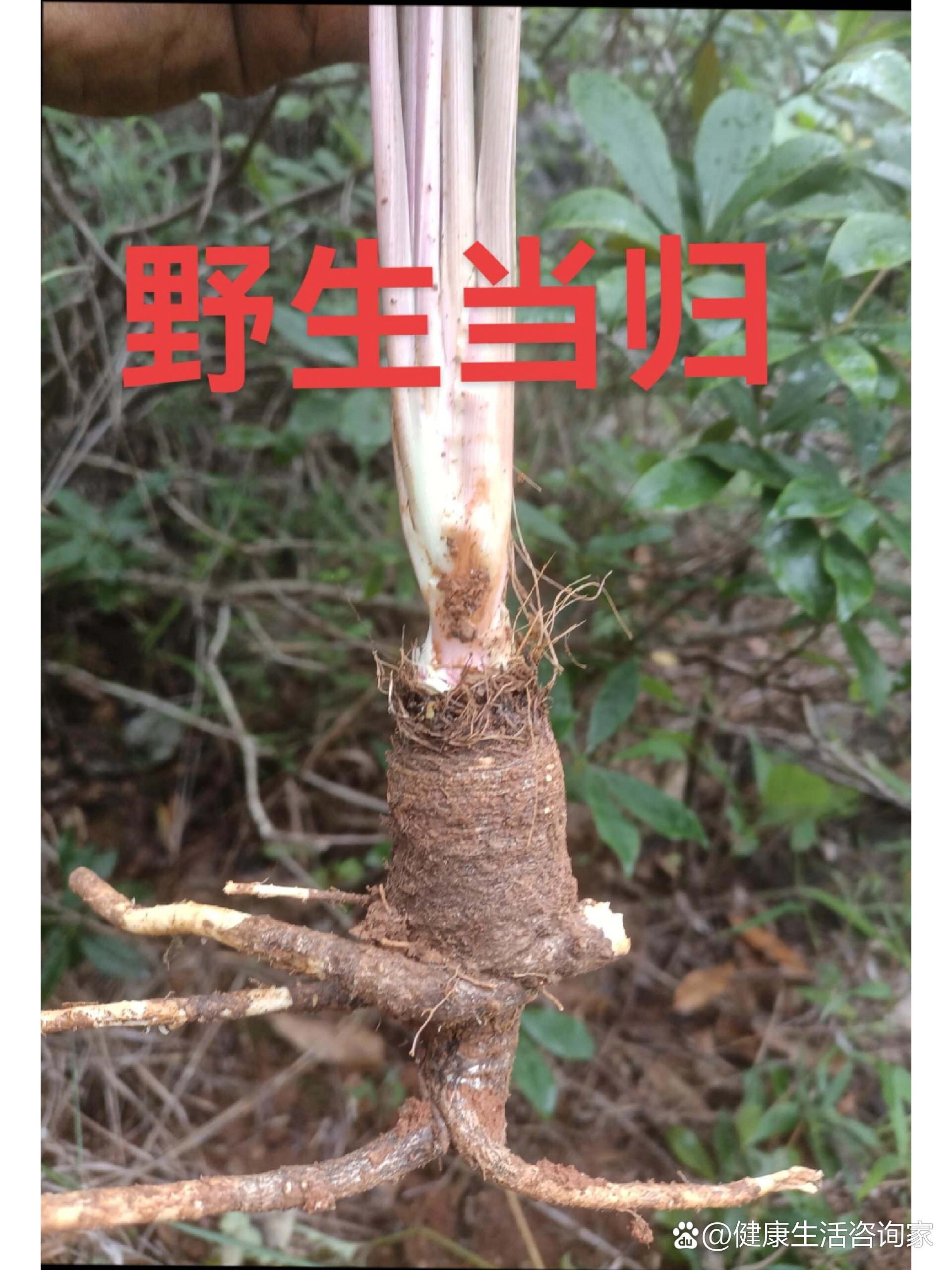 野生当归