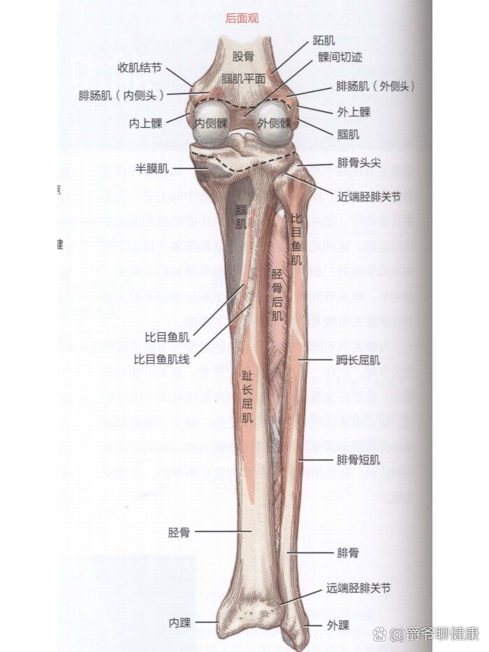 正常膝关节髁间棘图片图片