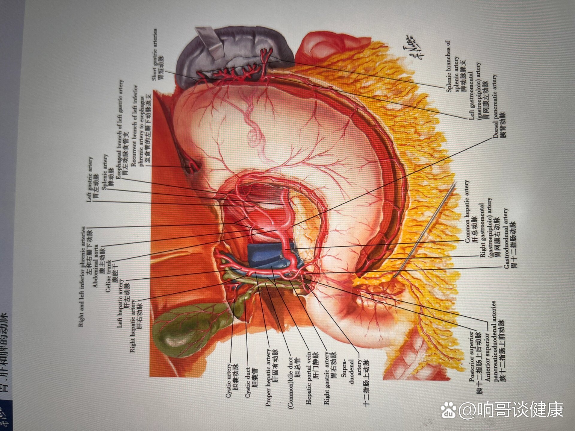 一张图搞定腹腔干及其分支!