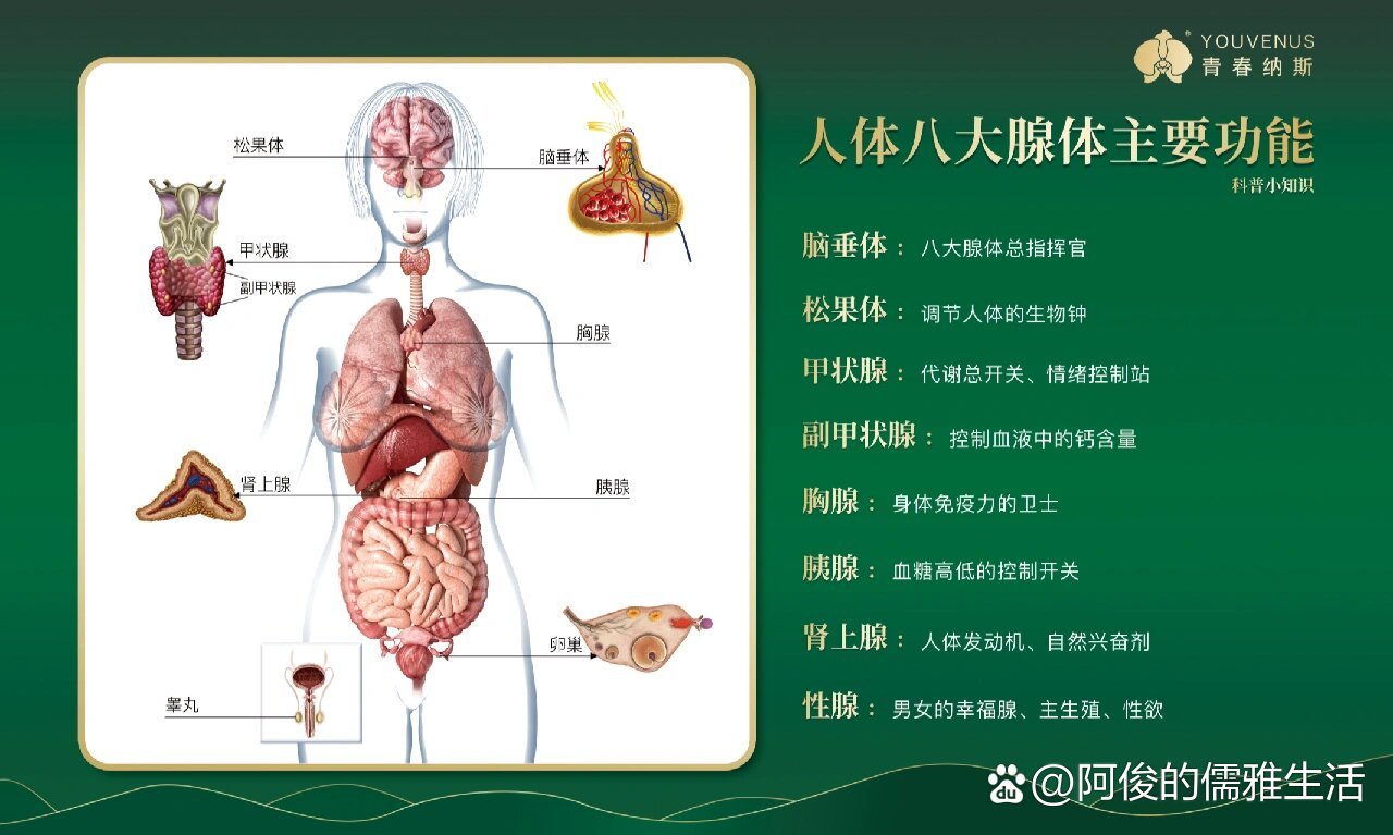 八大腺体与健康