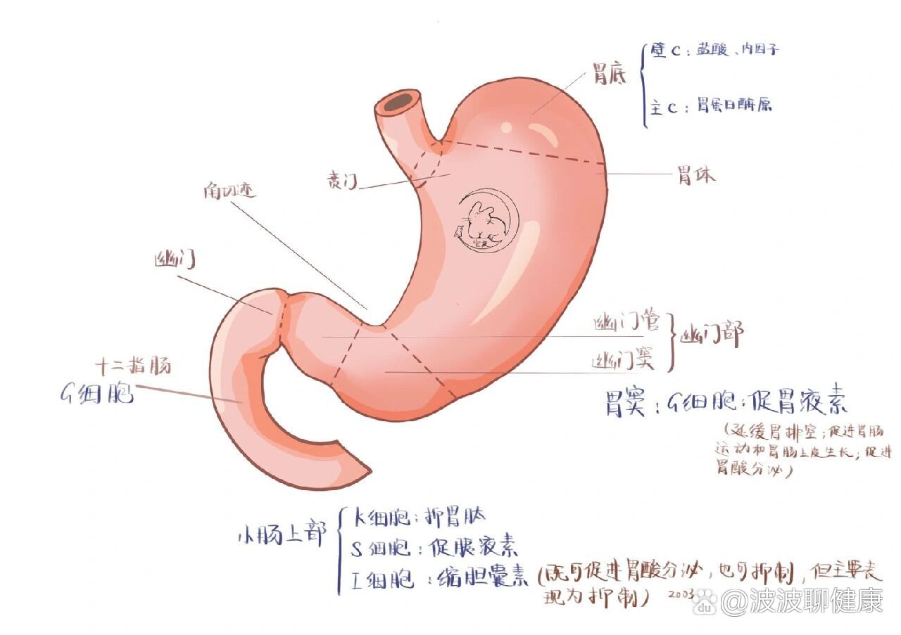 胃腺细胞结构示意图图片