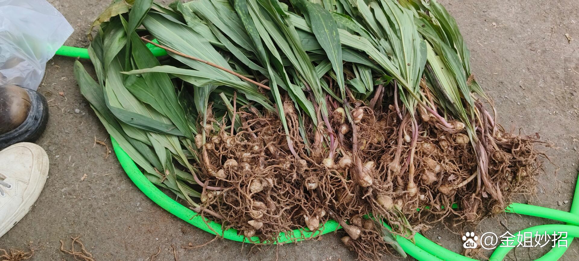 刚从山上挖的野生白芨