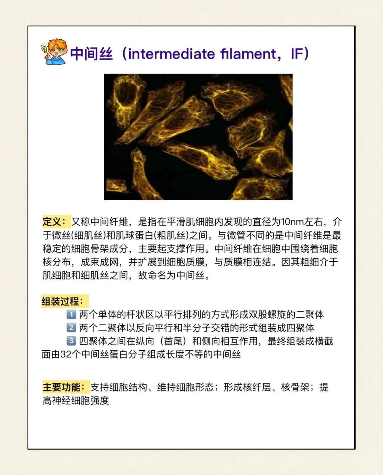 细胞骨架的三大组件：微丝、微管与中间丝