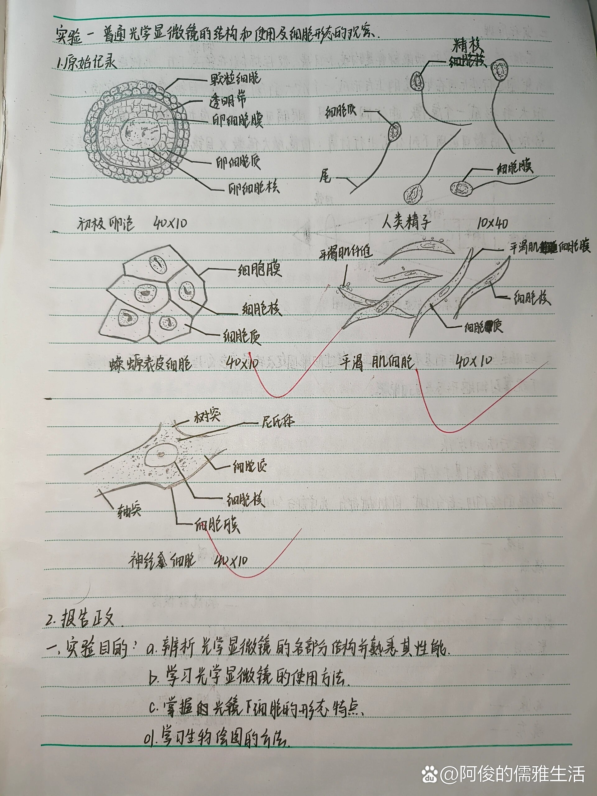 实验报告画图图片