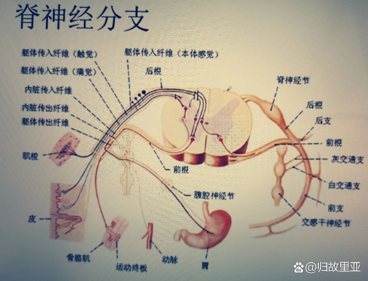 臀神经