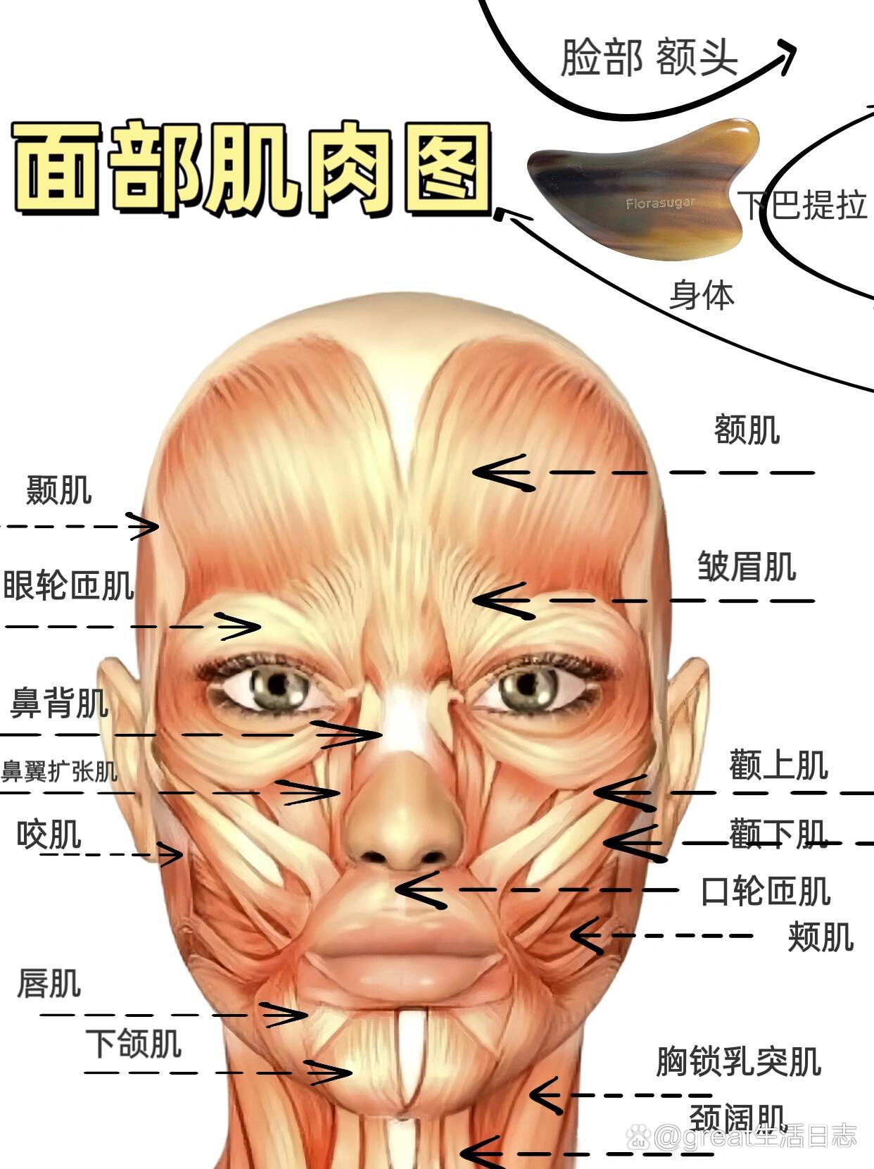 面部十八块肌肉图片