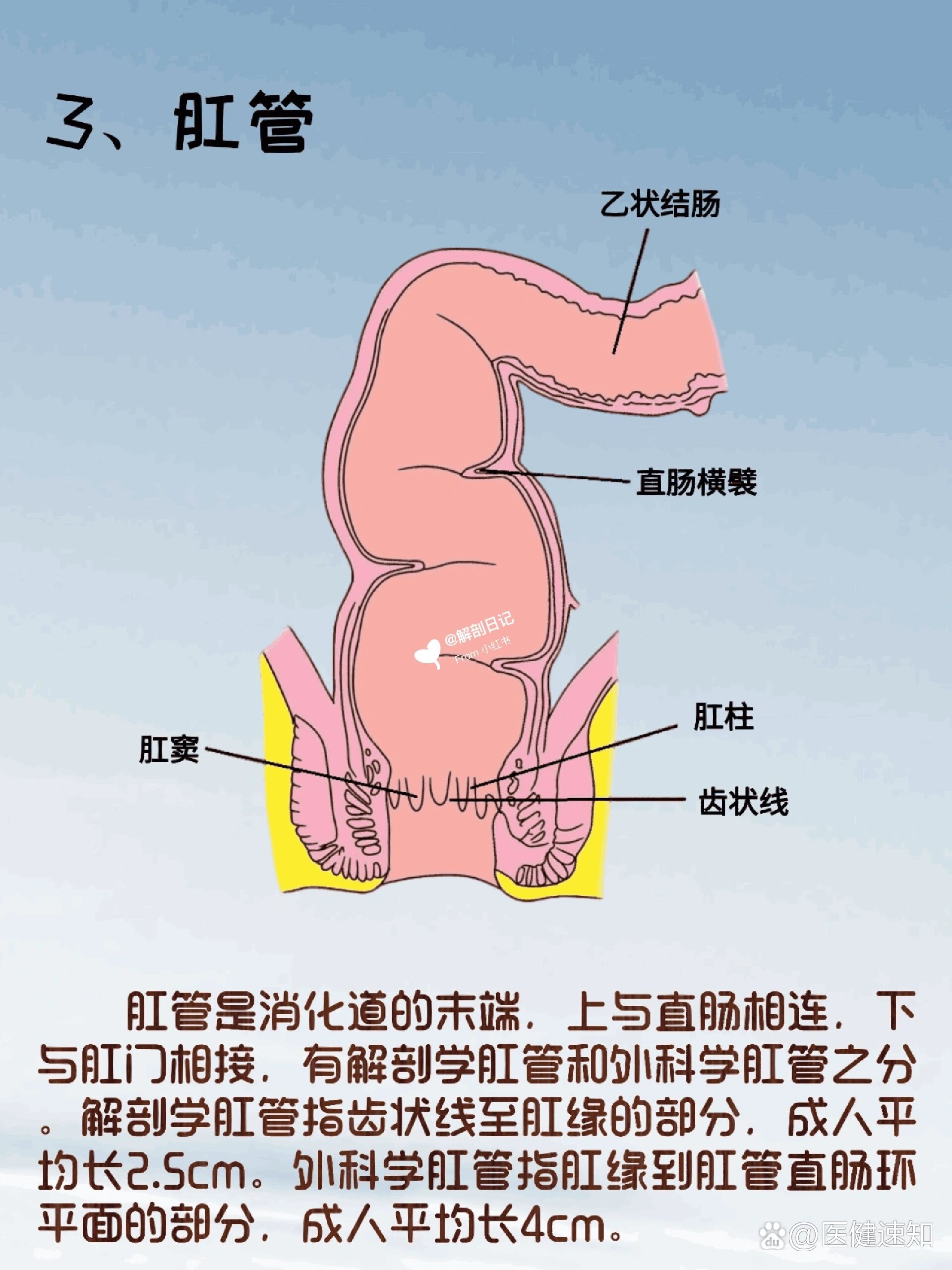 器官解剖之大肠