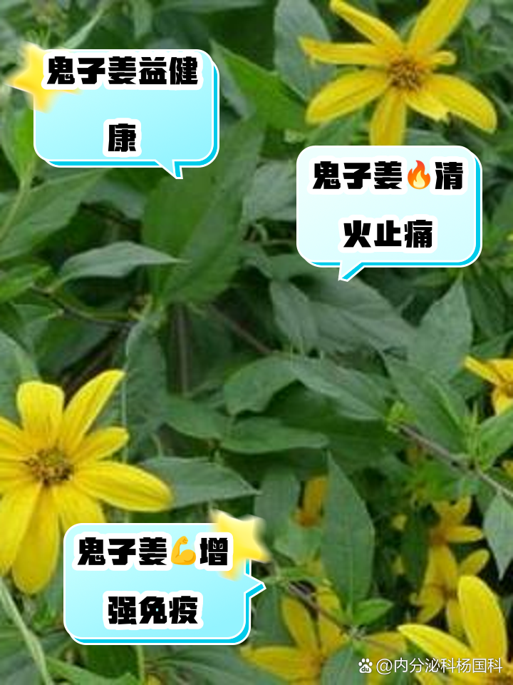 鬼孑姜的功效与作用