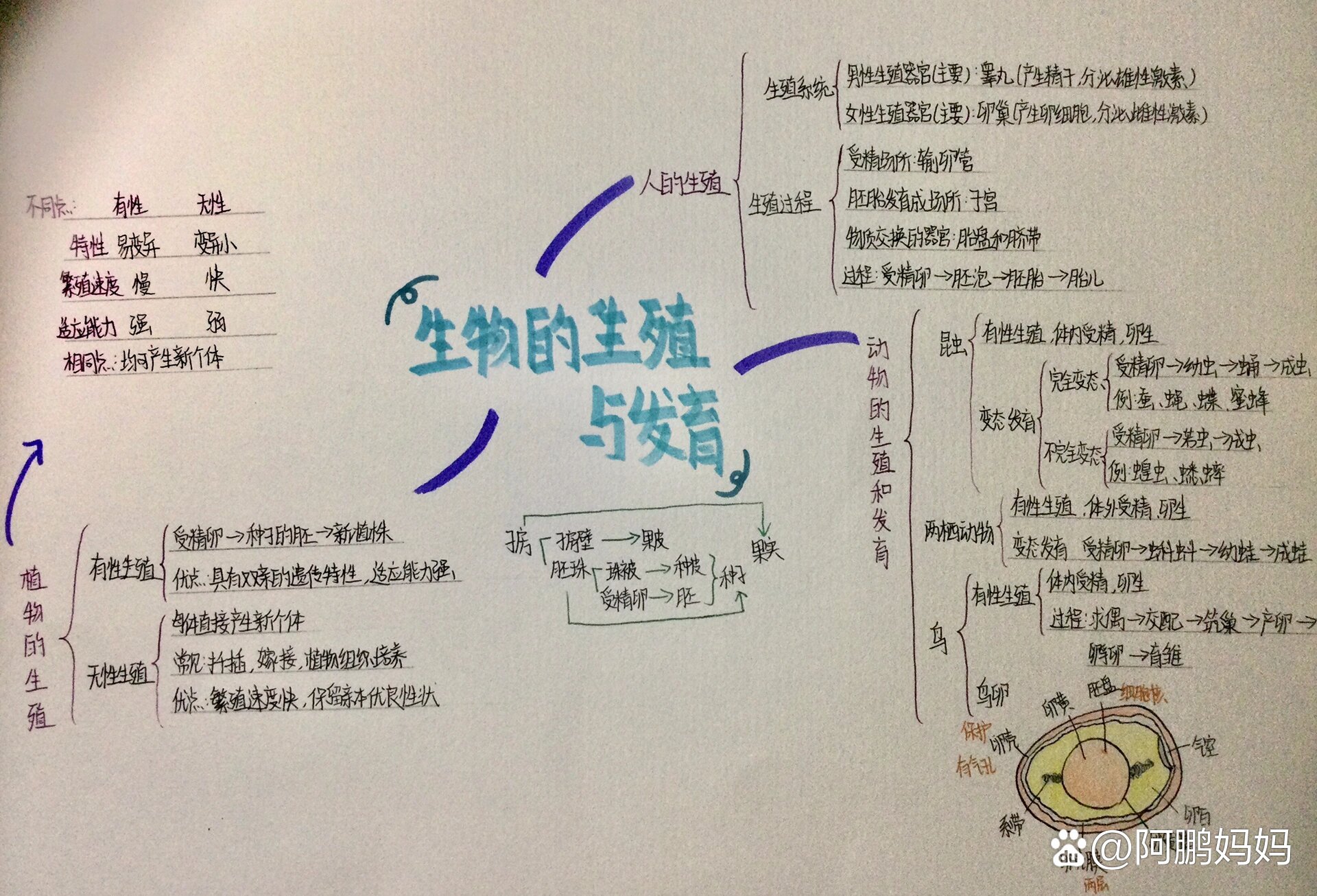 动物器官思维导图图片