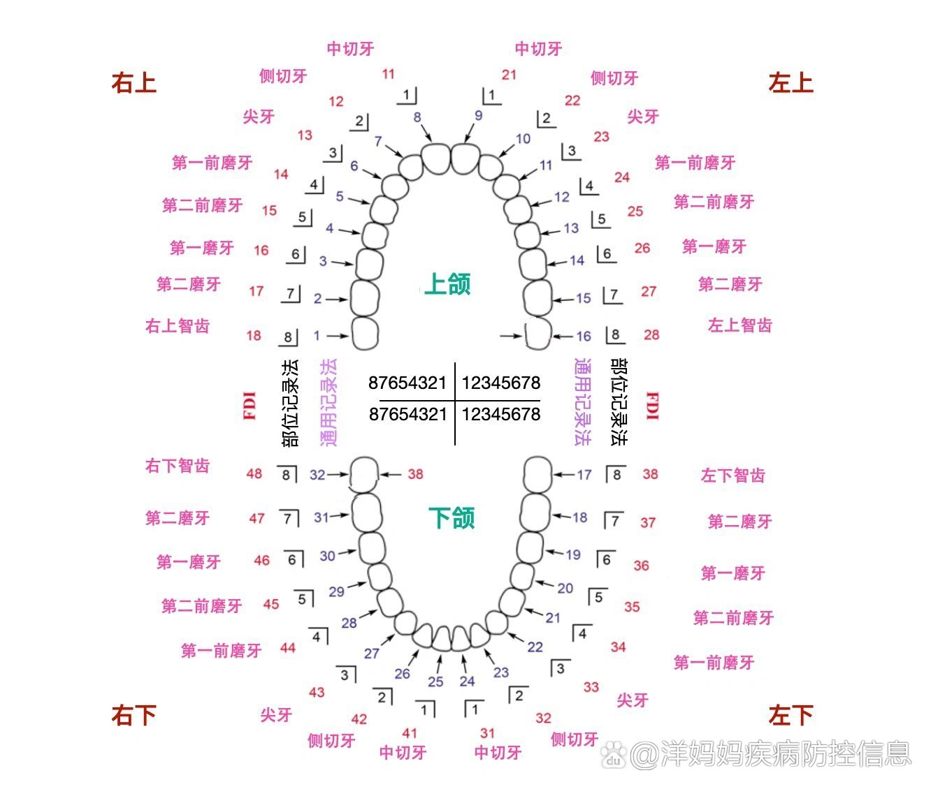 牙齿标记法国际标准图片