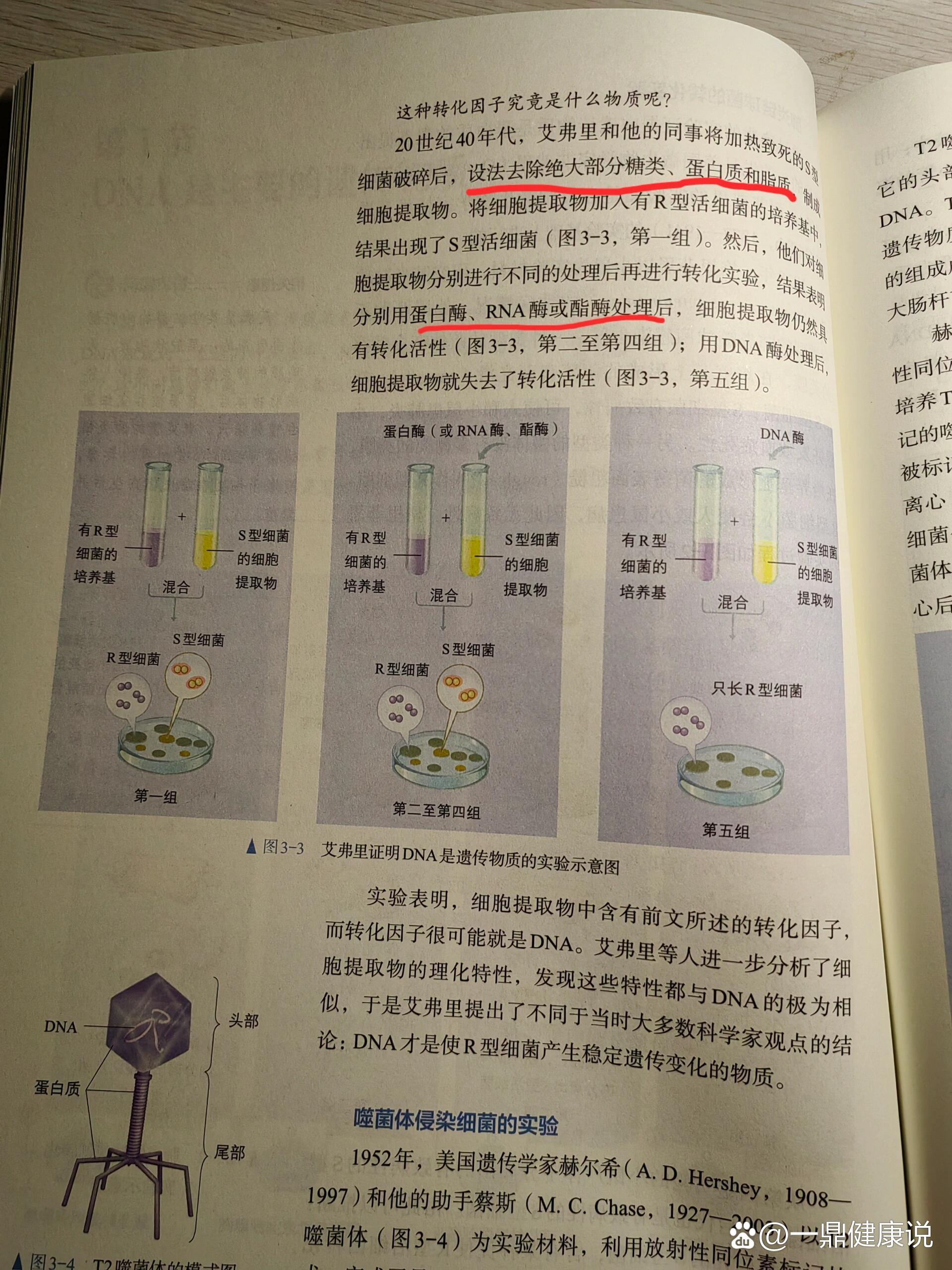 肺炎双球菌转化实验图片