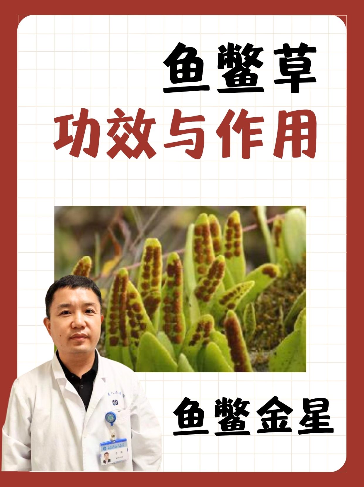 鱼鳖草的功效与作用