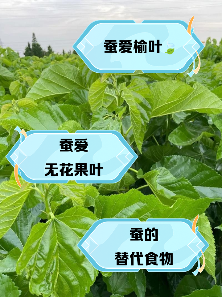 蚕除了吃桑叶还可以吃什么