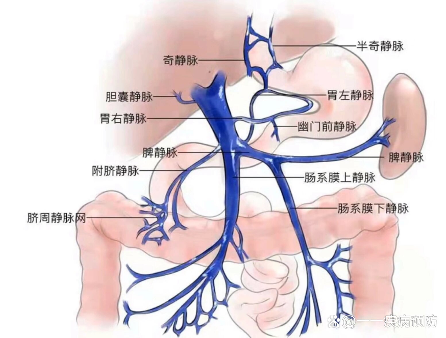 门静脉的主要分支