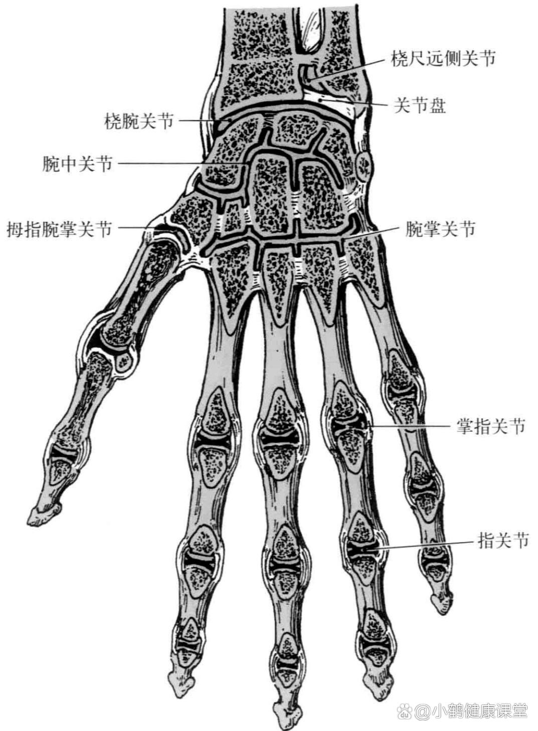 p 腕关节 br 桡腕关节是椭圆关节  br 腕骨间关节