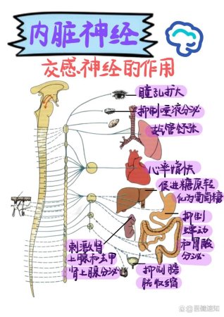 交感神经与副交感神经的区别