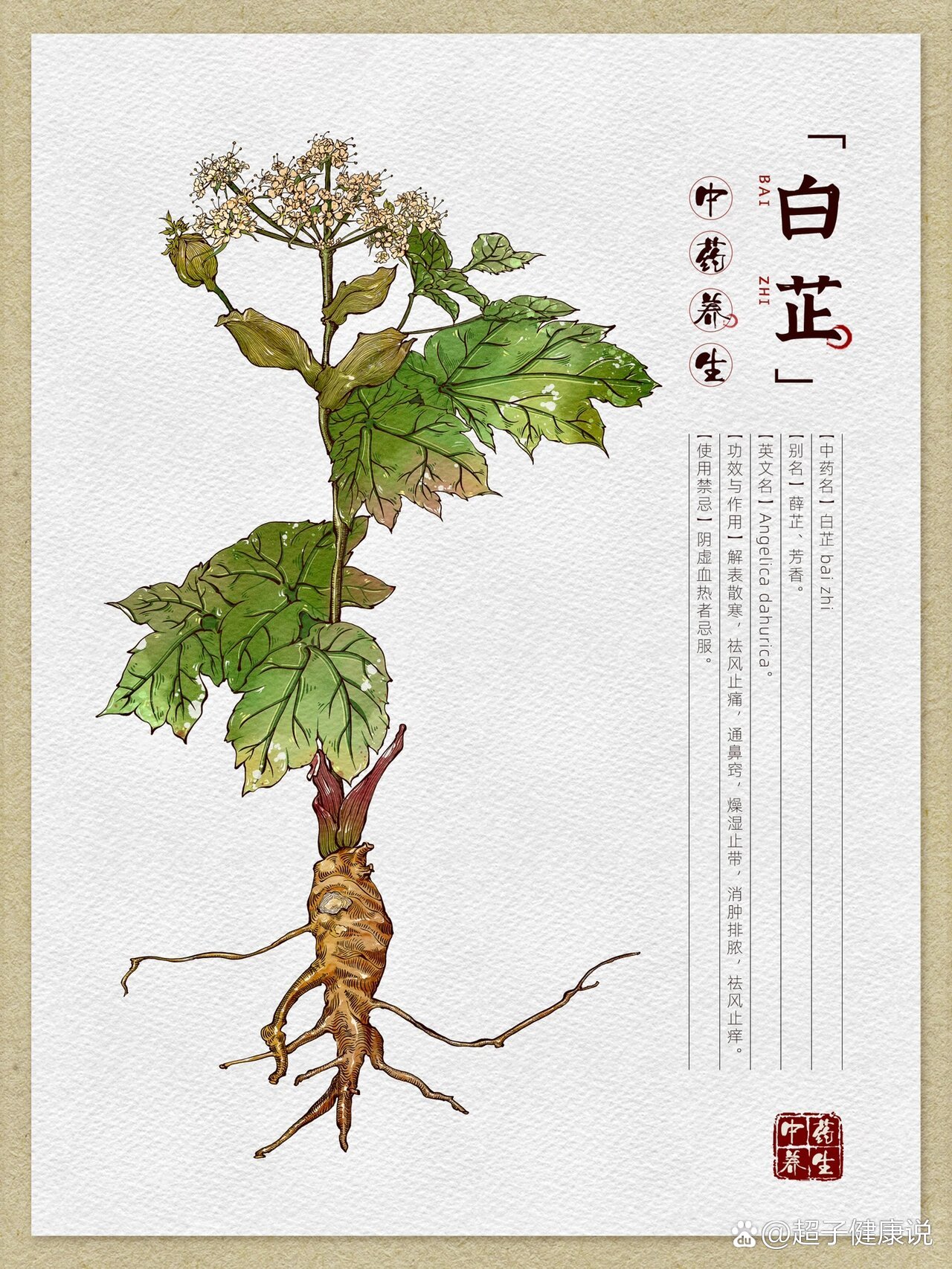 中草药手绘-白芷