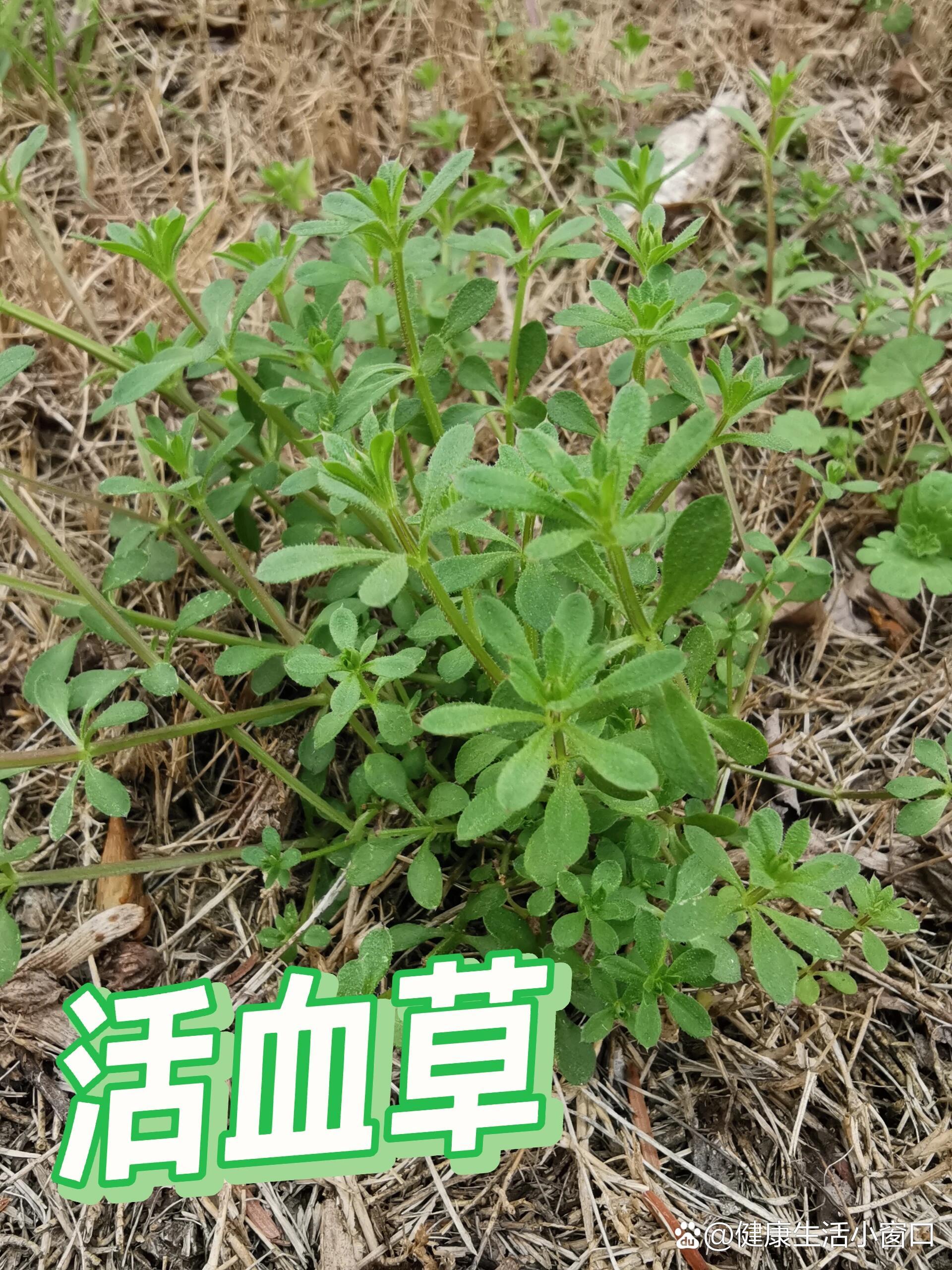 可以活血化瘀的野草