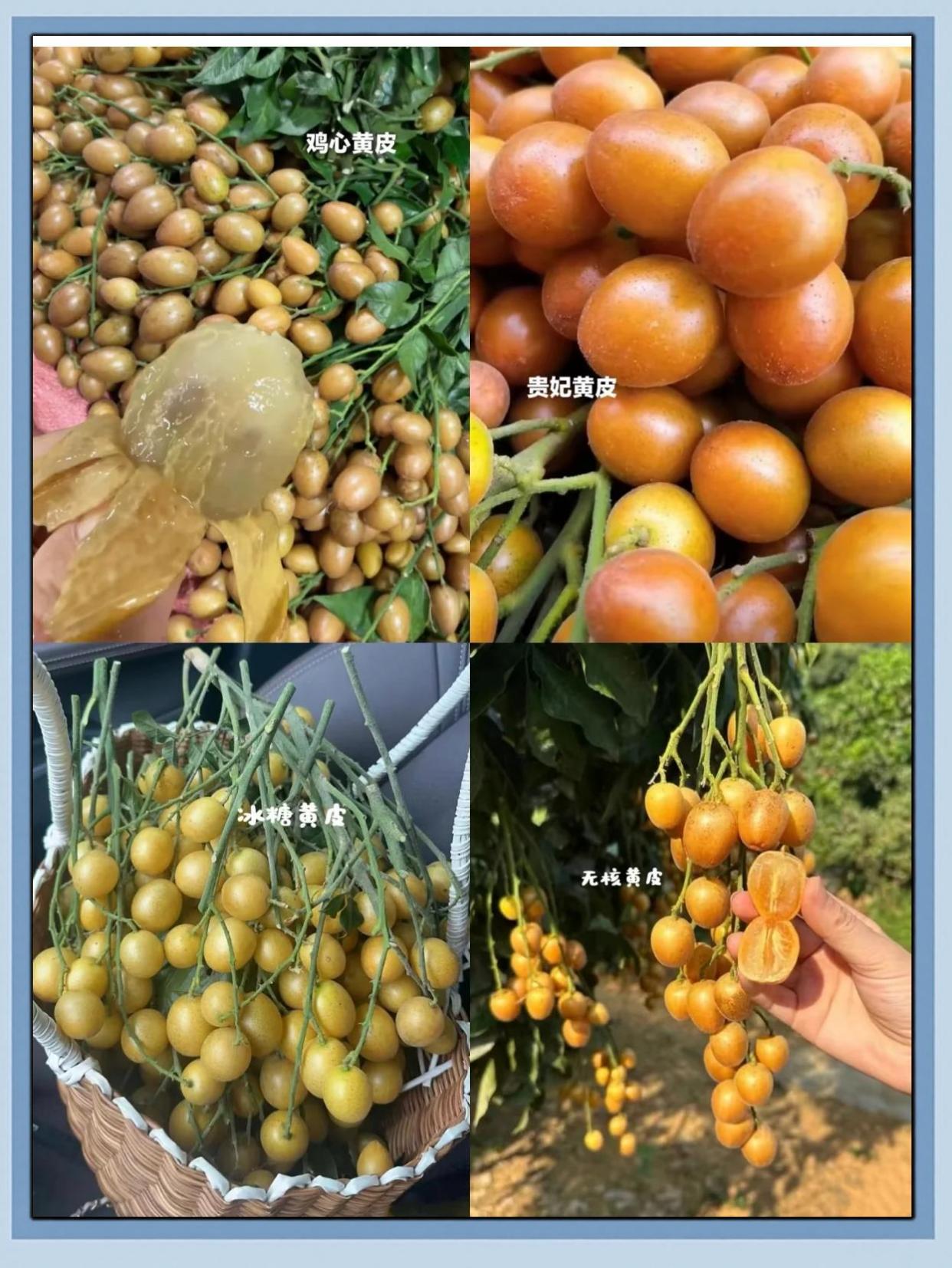 黄皮果四种常见品种口感测评，你尝过几种？