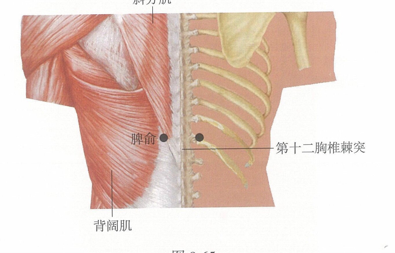 一天记一个穴位