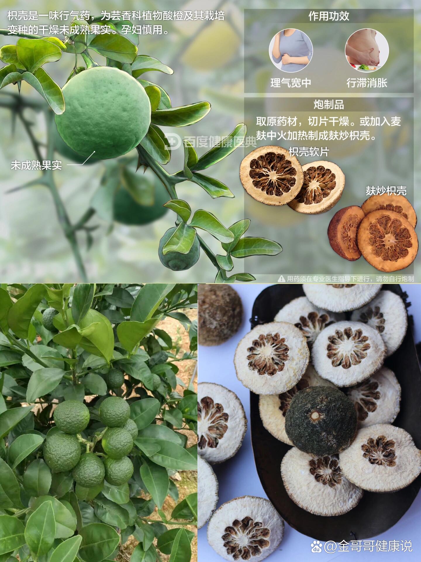 第42期:每天了解一味中草药|枳壳