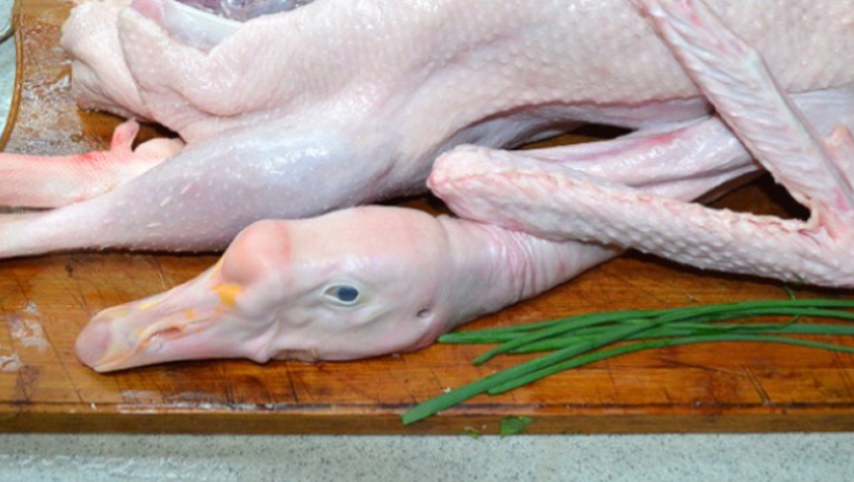 鹅肉属于凉性还是热性