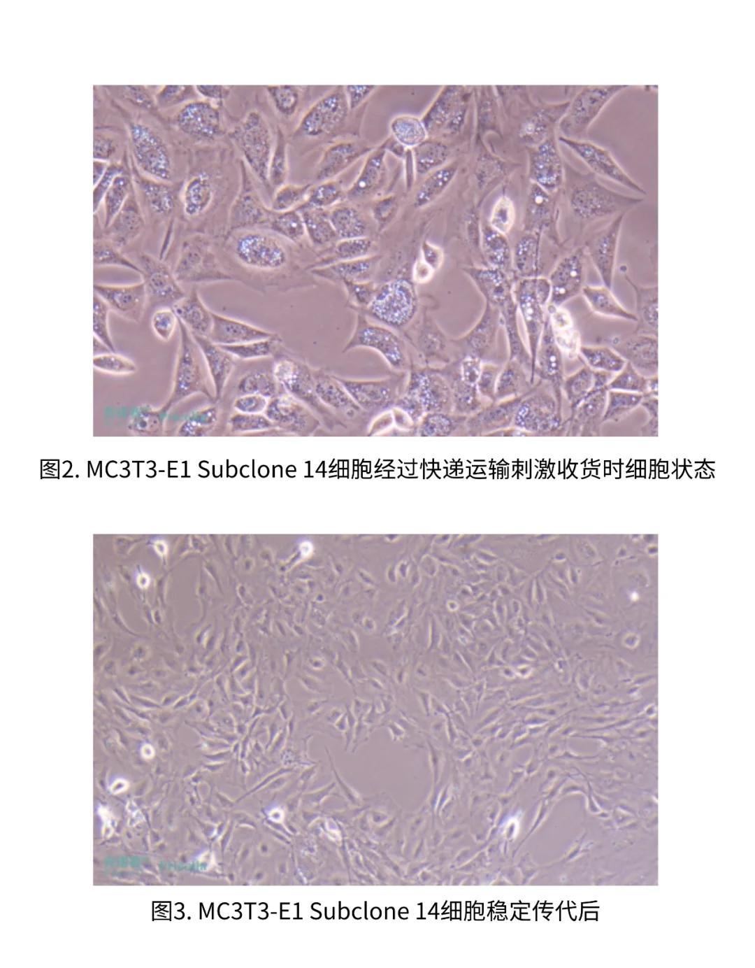 细胞空泡化：可逆还是不可逆？