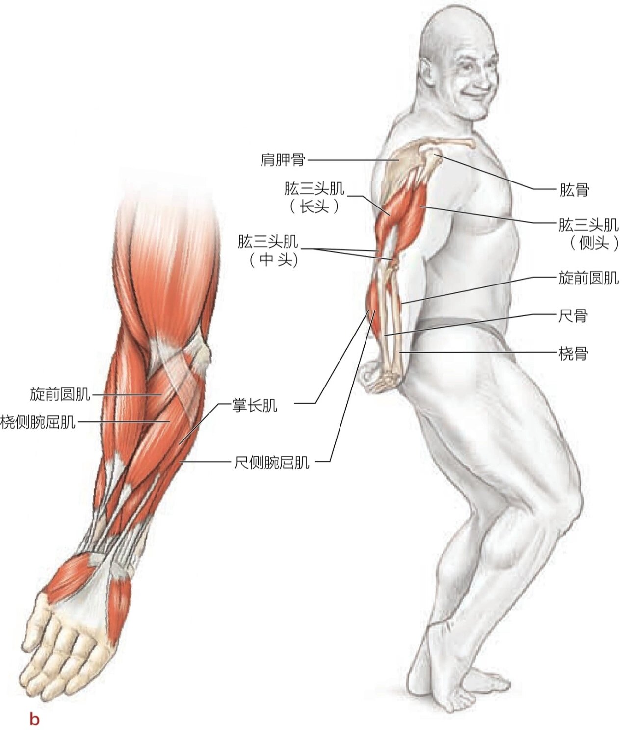 肱三头肌的作用图片