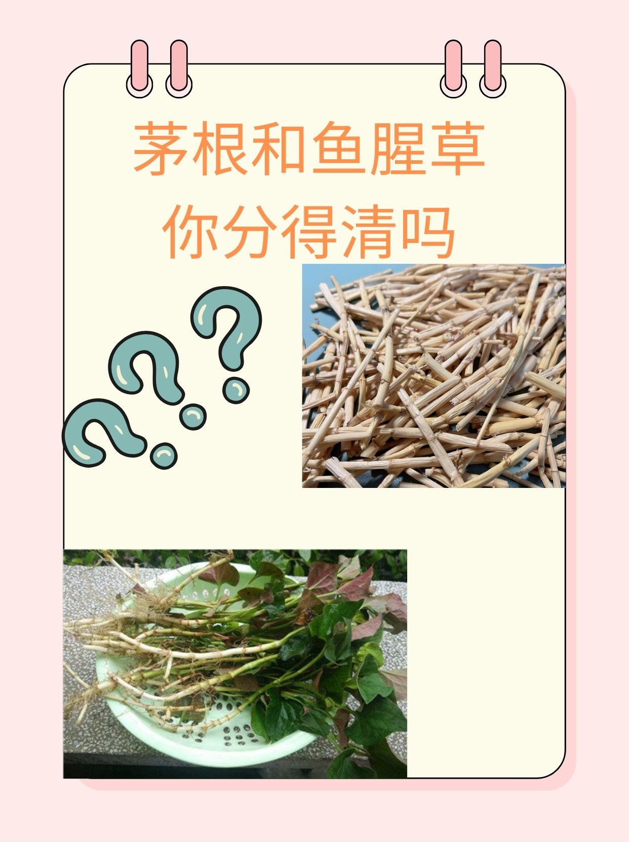 鱼腥草和茅草根图片