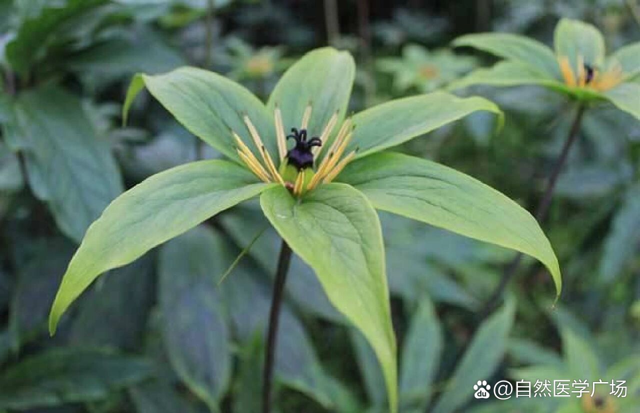 云南草药之王/重楼/七叶一枝花