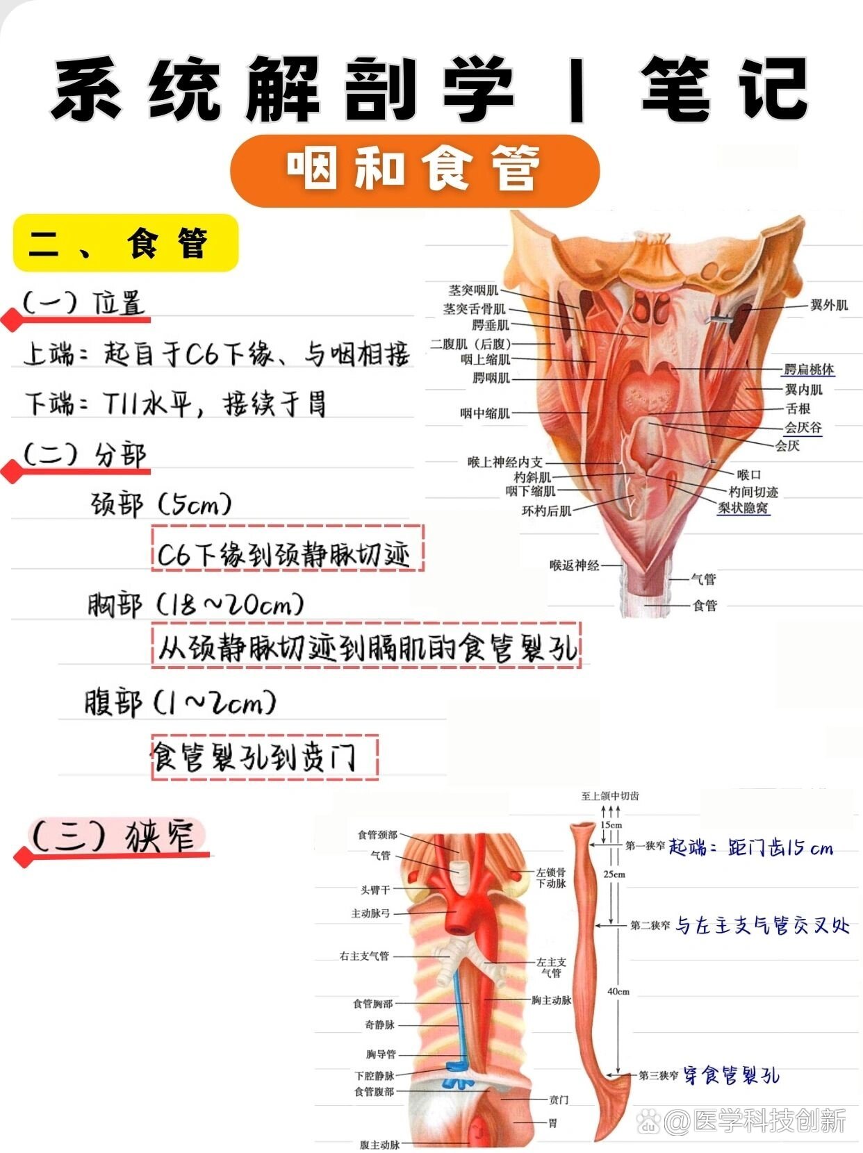 咽部示意图图片