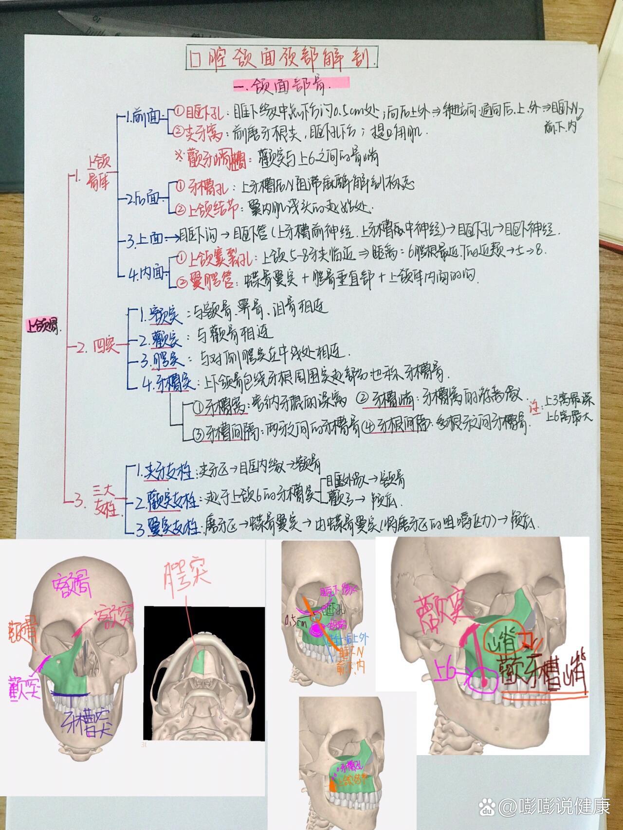 面部骨头名称图片图片