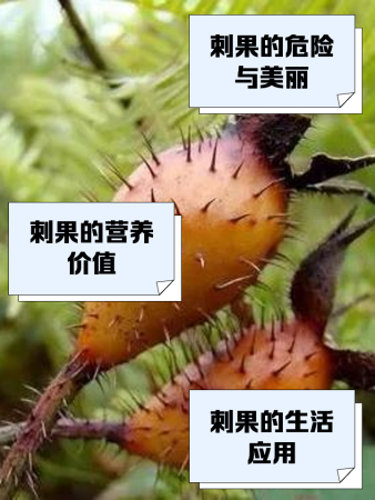 刺果