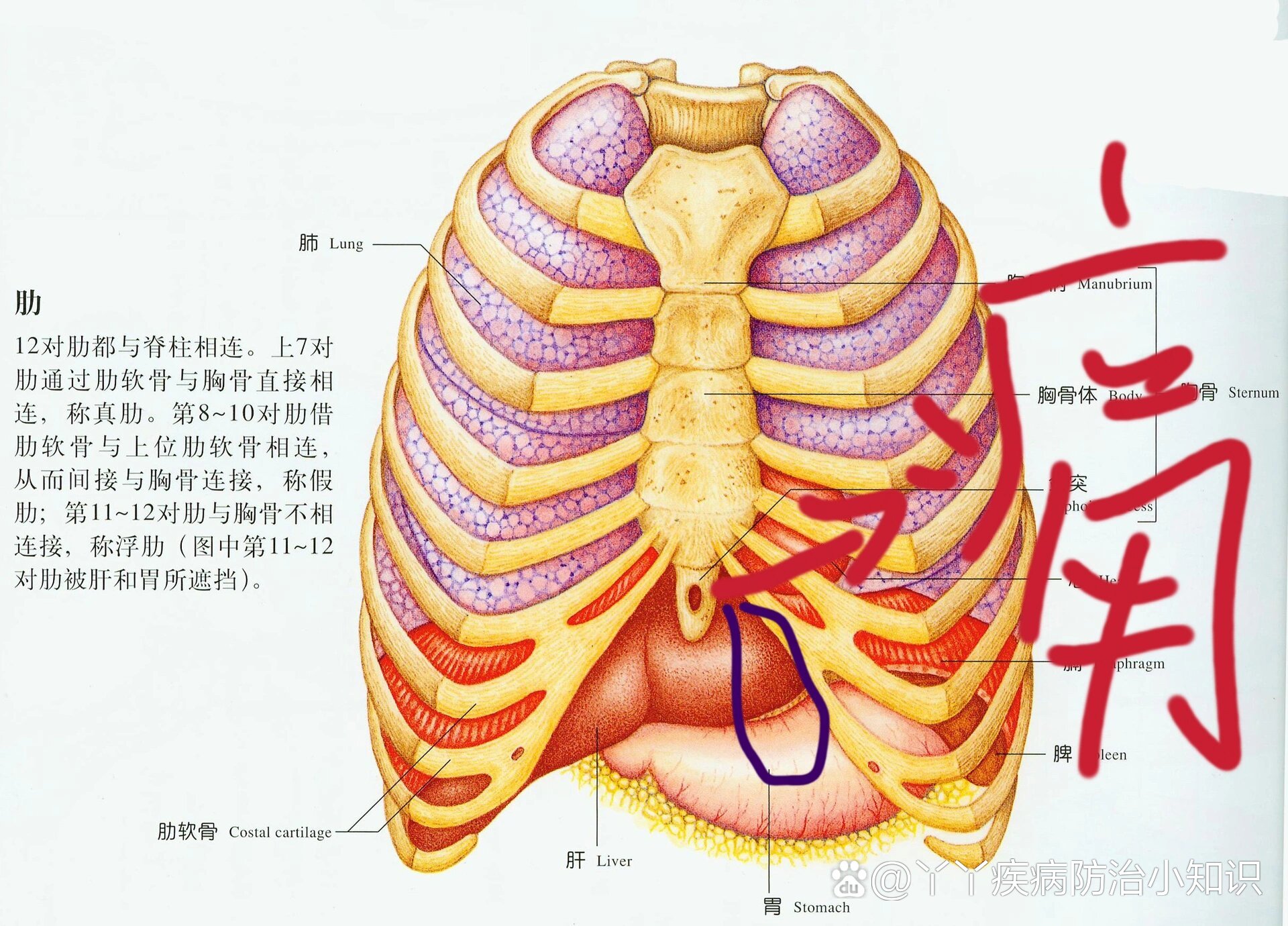 肋骨下面痛