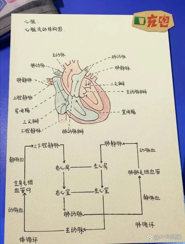 心脏瓣膜听诊区示意图图片