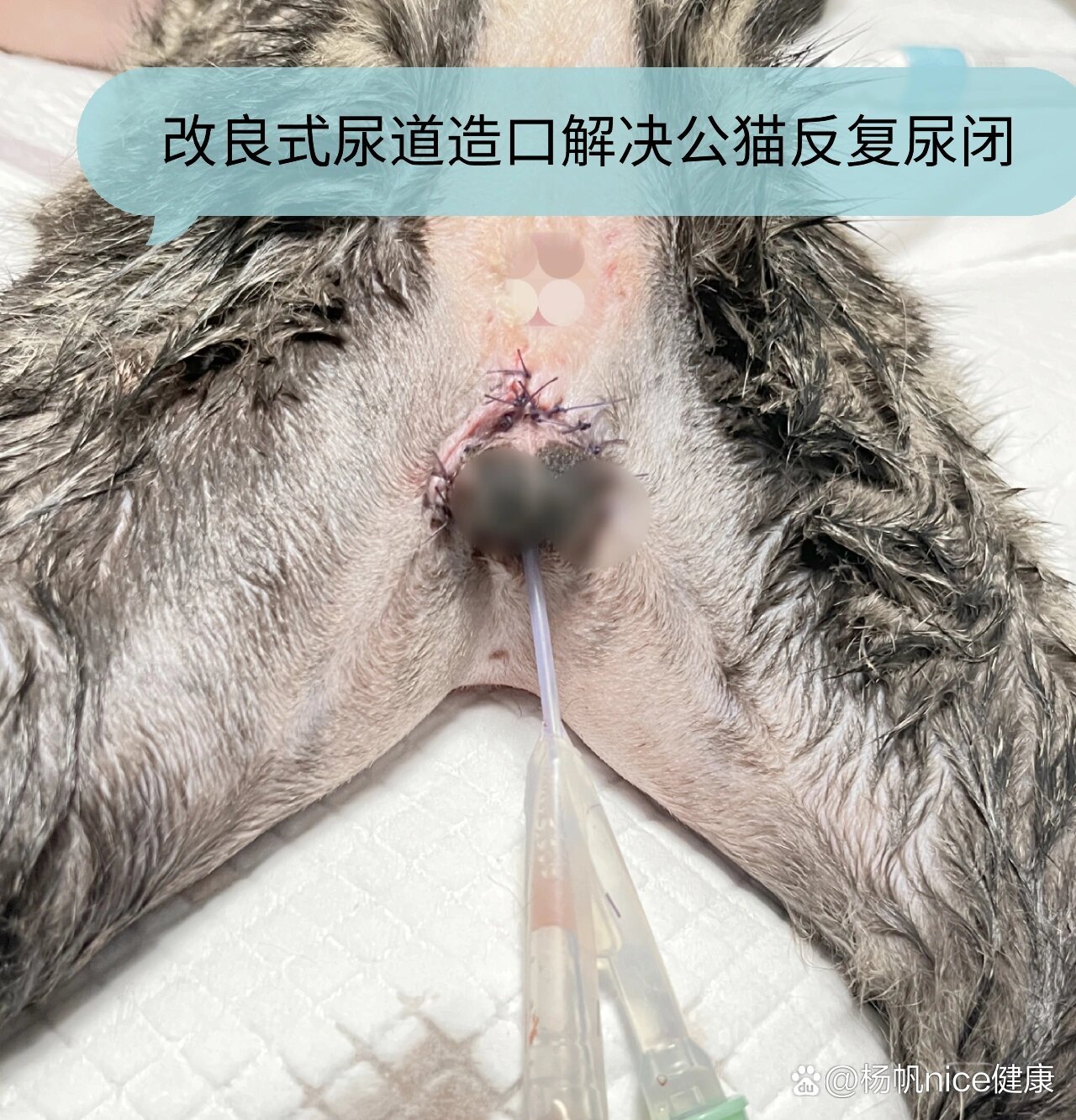 改良式尿道造口解决公猫反复尿闭