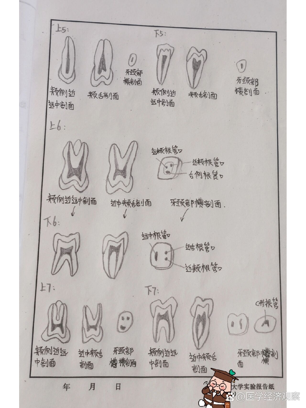 口腔解剖图手绘图片