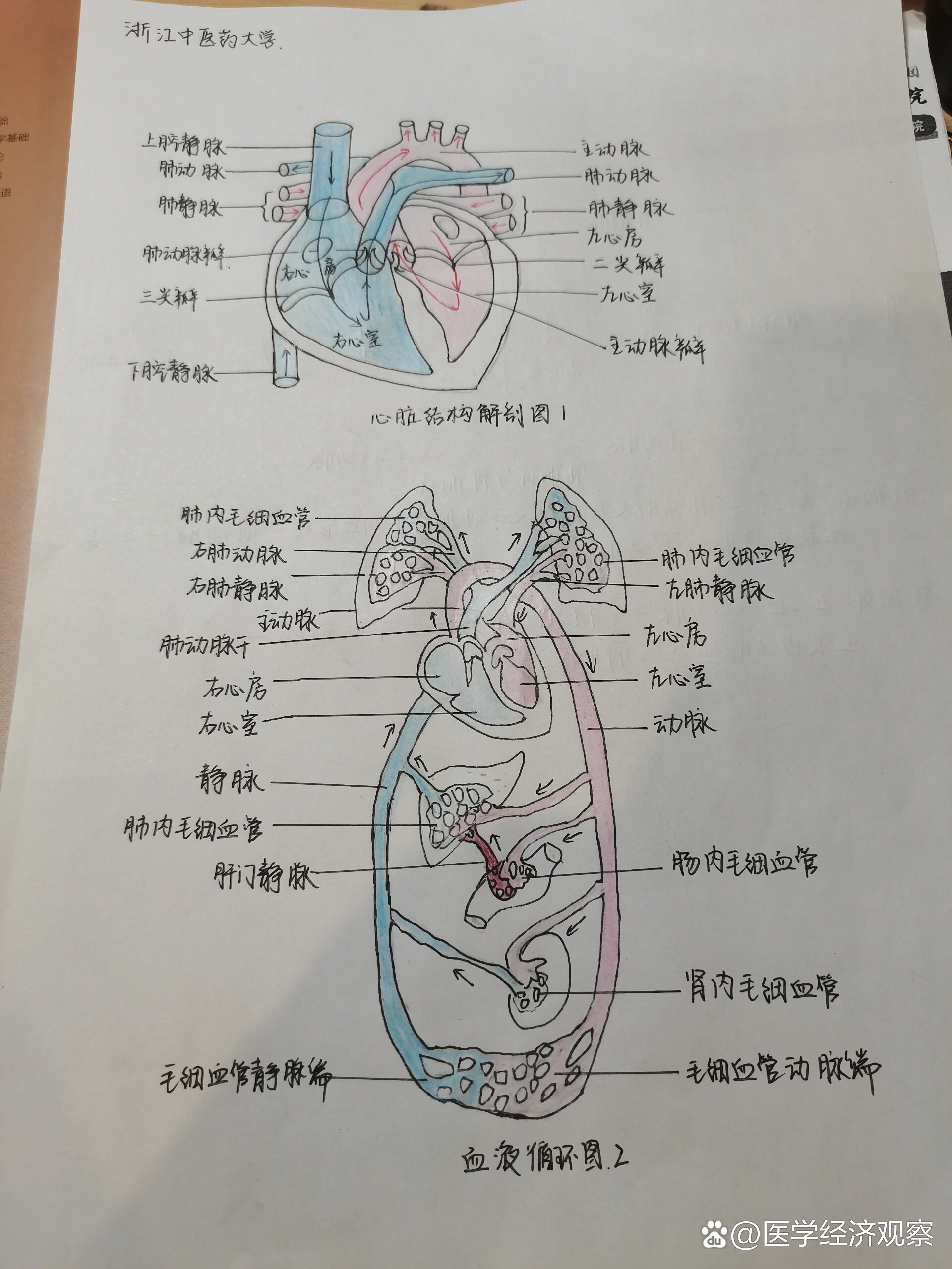 心脏解剖图解简图图片