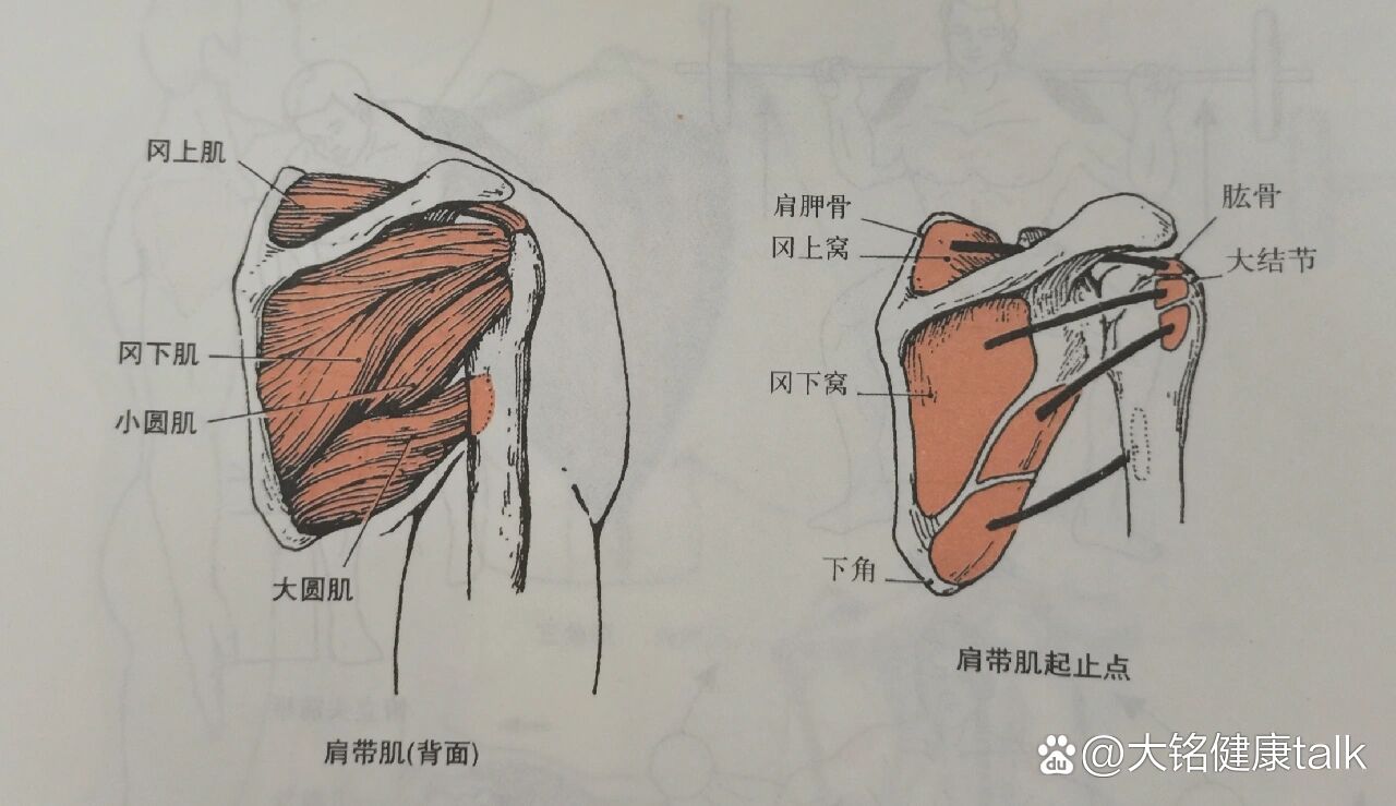 冈上肌的位置示意图图片