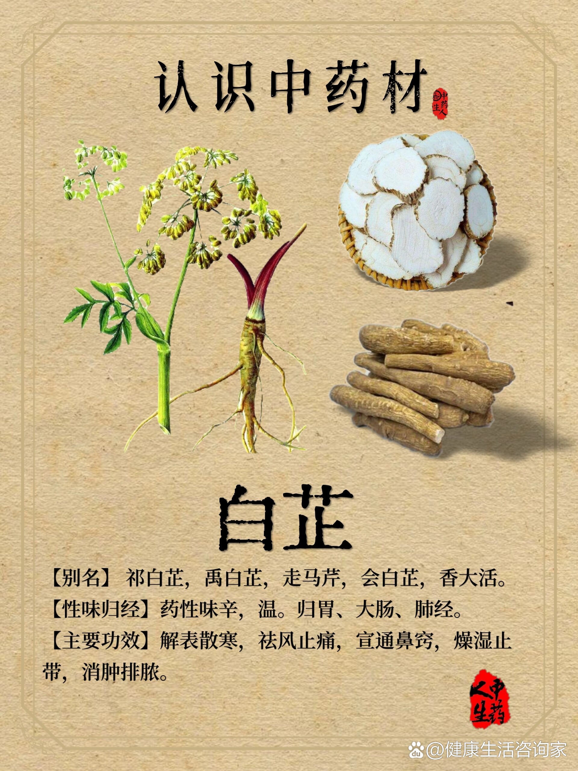 白芷泡水喝三大的功效图片