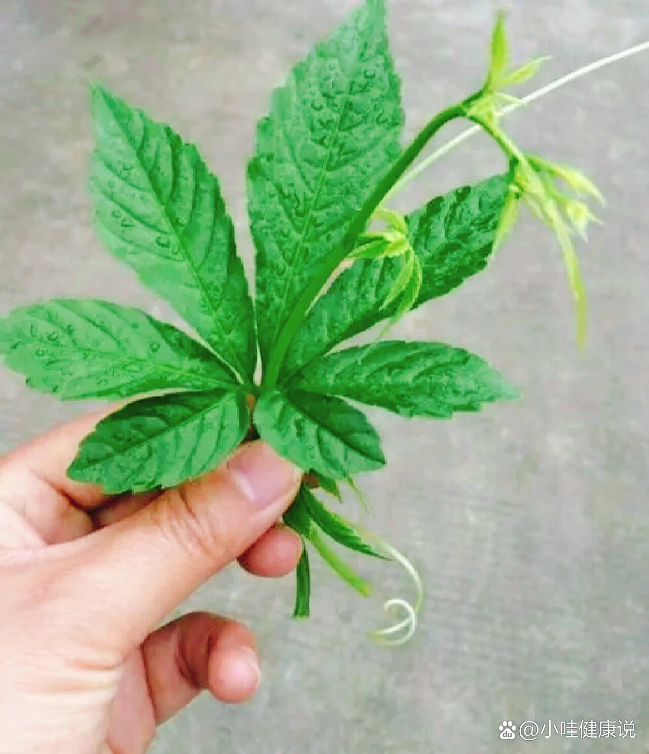 是一种对人体有多种保健功效的中药材,人们把它制成绞股蓝茶以后