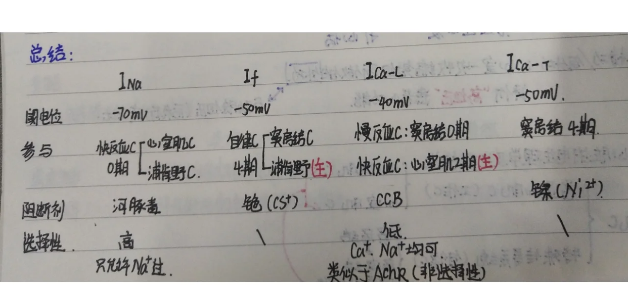 心脏电生理：快反应与慢反应细胞的奥秘