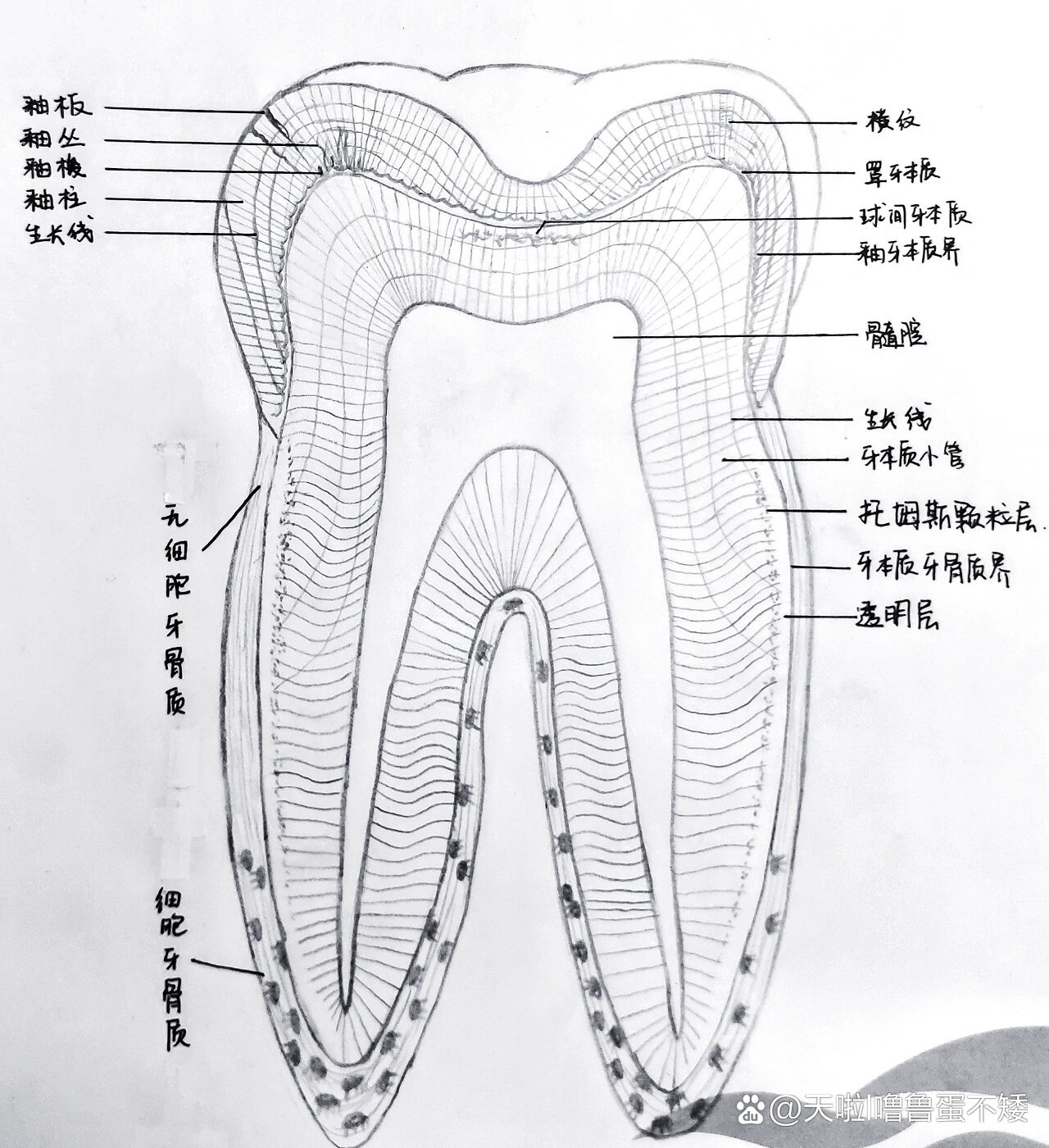 口腔组织病理学牙体组织绘图